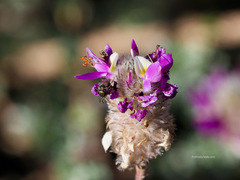 Dalea pulchra