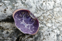 Paraxanthus barbiger