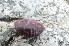 Paraxanthus barbiger