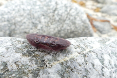 Paraxanthus barbiger