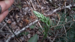 Habenaria arenaria
