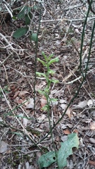 Habenaria arenaria