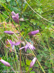 Gentianella rapunculoides