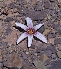 Zephyranthes andina