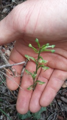 Habenaria arenaria