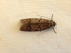 Philobota orescoa