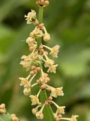 Phyllanthus angustifolius
