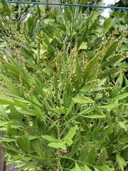 Phyllanthus angustifolius