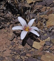 Zephyranthes andina