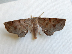 Parepisparis multicolora