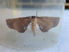 Parepisparis multicolora