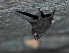 Peropteryx