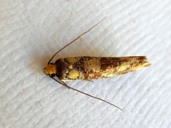 Monopis chrysogramma