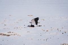 Vanellus chilensis chilensis