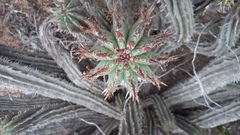 Euphorbia polygona