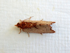 Glyphidoptera polymita