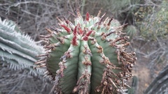 Euphorbia polygona