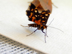 Diathrausta ochreipennis