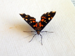 Diathrausta ochreipennis