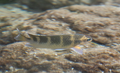 Abudefduf concolor