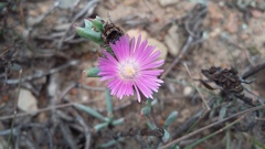 Lampranthus algoensis