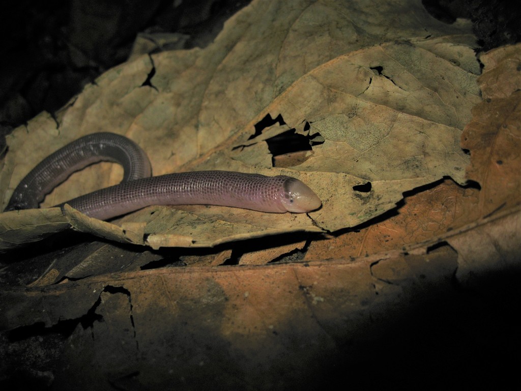 Wucherer's Worm Lizard