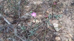 Lampranthus algoensis