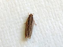 Ardozyga amblopis