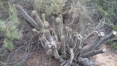 Euphorbia polygona