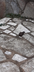 Caprimulgiformes