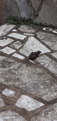 Caprimulgiformes