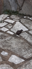 Caprimulgiformes