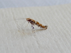 Acrocercops irrorata