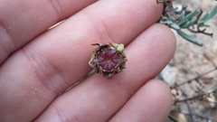 Lampranthus algoensis