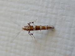Acrocercops irrorata