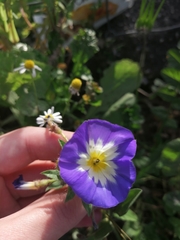 Convolvulus tricolor