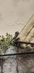 Caprimulgiformes