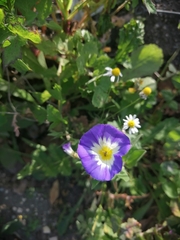 Convolvulus tricolor