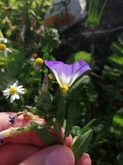 Convolvulus tricolor
