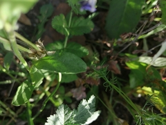 Convolvulus tricolor