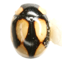 Hyperaspis fastidiosa