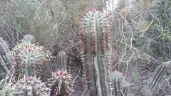 Euphorbia polygona