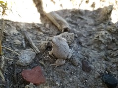 Pleurodema nebulosum