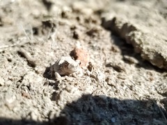 Pleurodema nebulosum