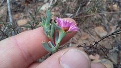 Lampranthus algoensis