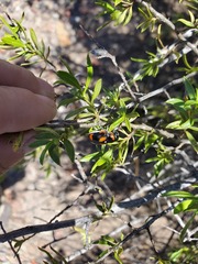 Megalostomis lacordairei