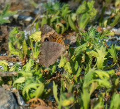 Junonia pacoma