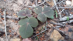 Oxalis algoensis