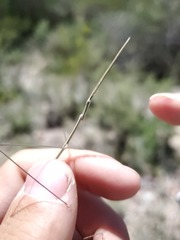 Carphoproscopia lancea