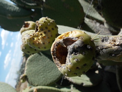 Opuntia spinulifera